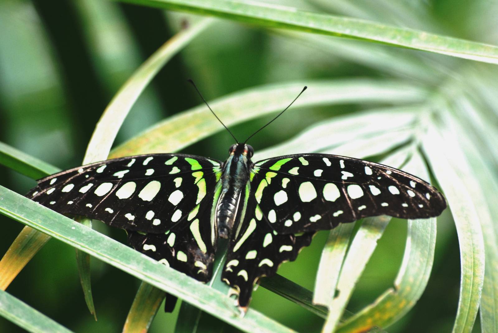 Tailed Jay at Chester, 15/07/12