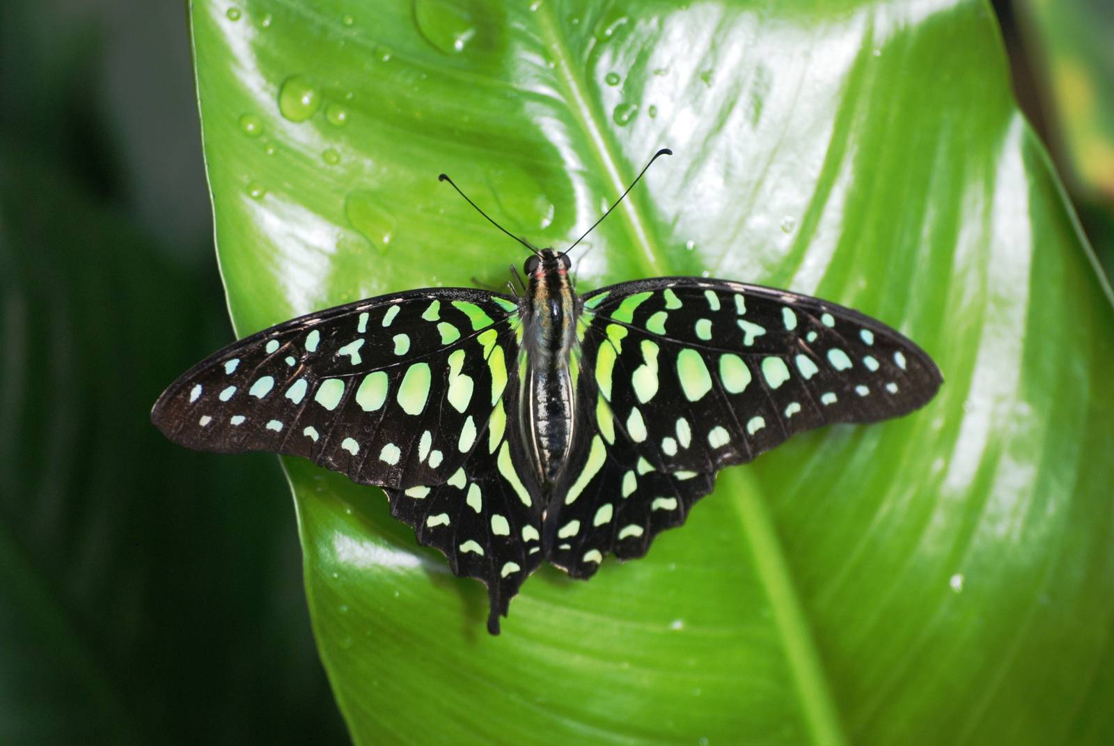 Tailed Jay at Chester, 15/07/12