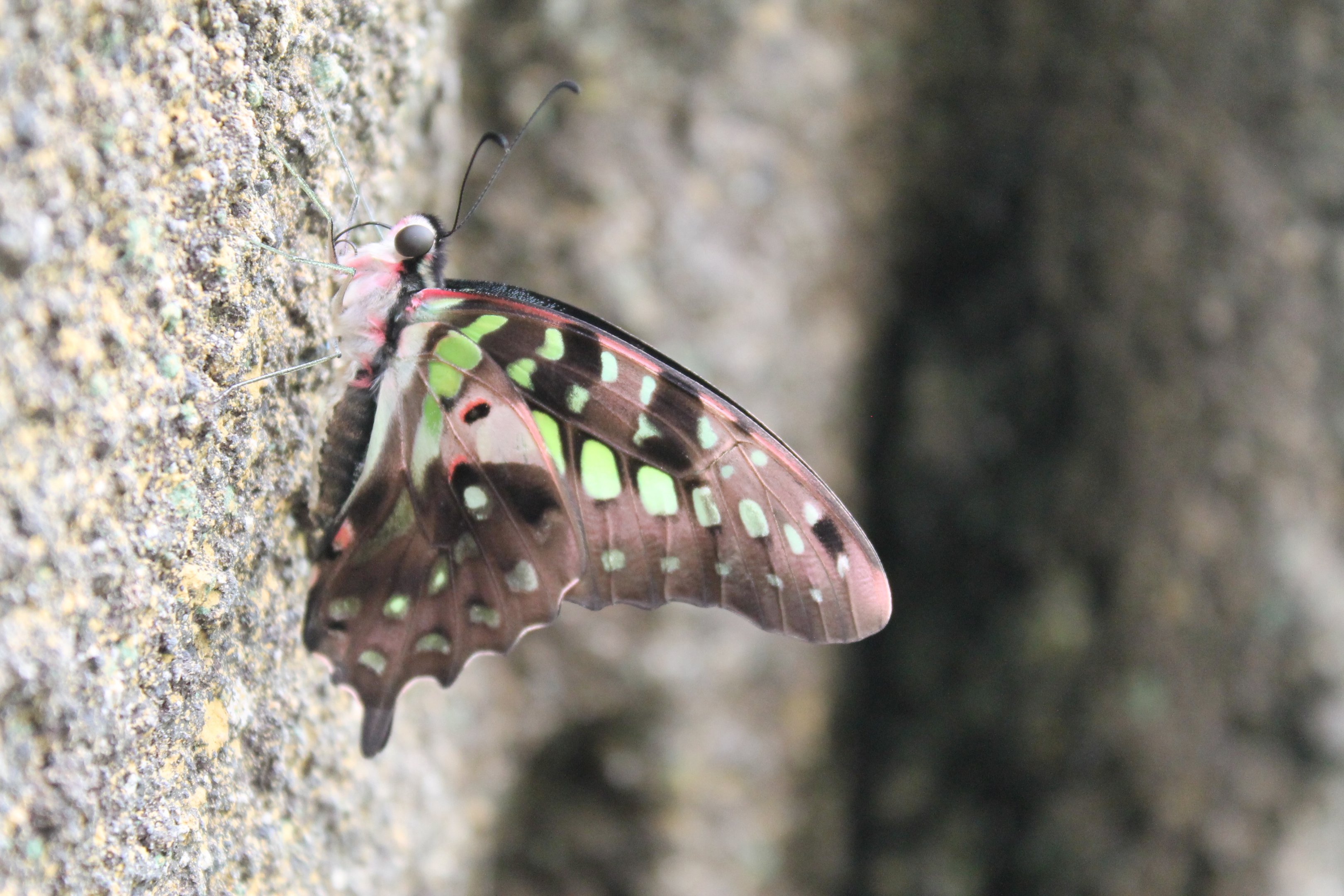 Tailed Jay (Graphium agamemnon), underwing