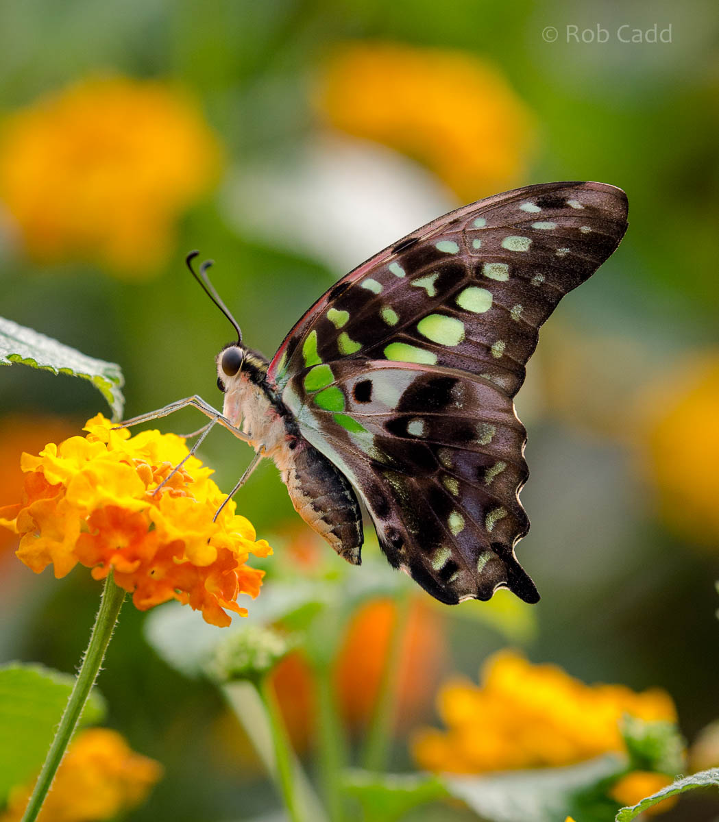 Tailed jay : Whipsnade : 29 May 2015