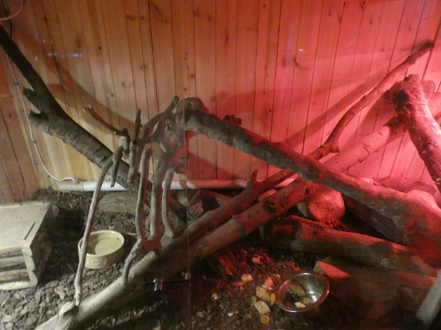 Tailess Tenrec enclosure