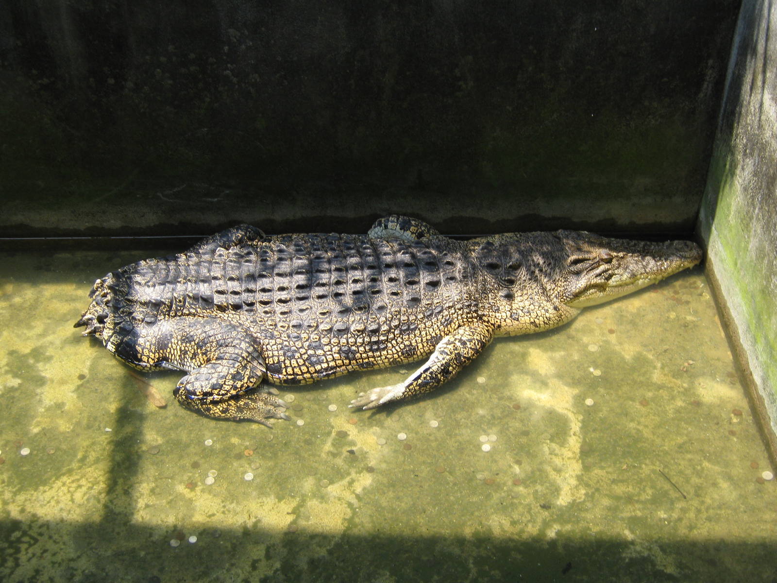 tailless crocodile