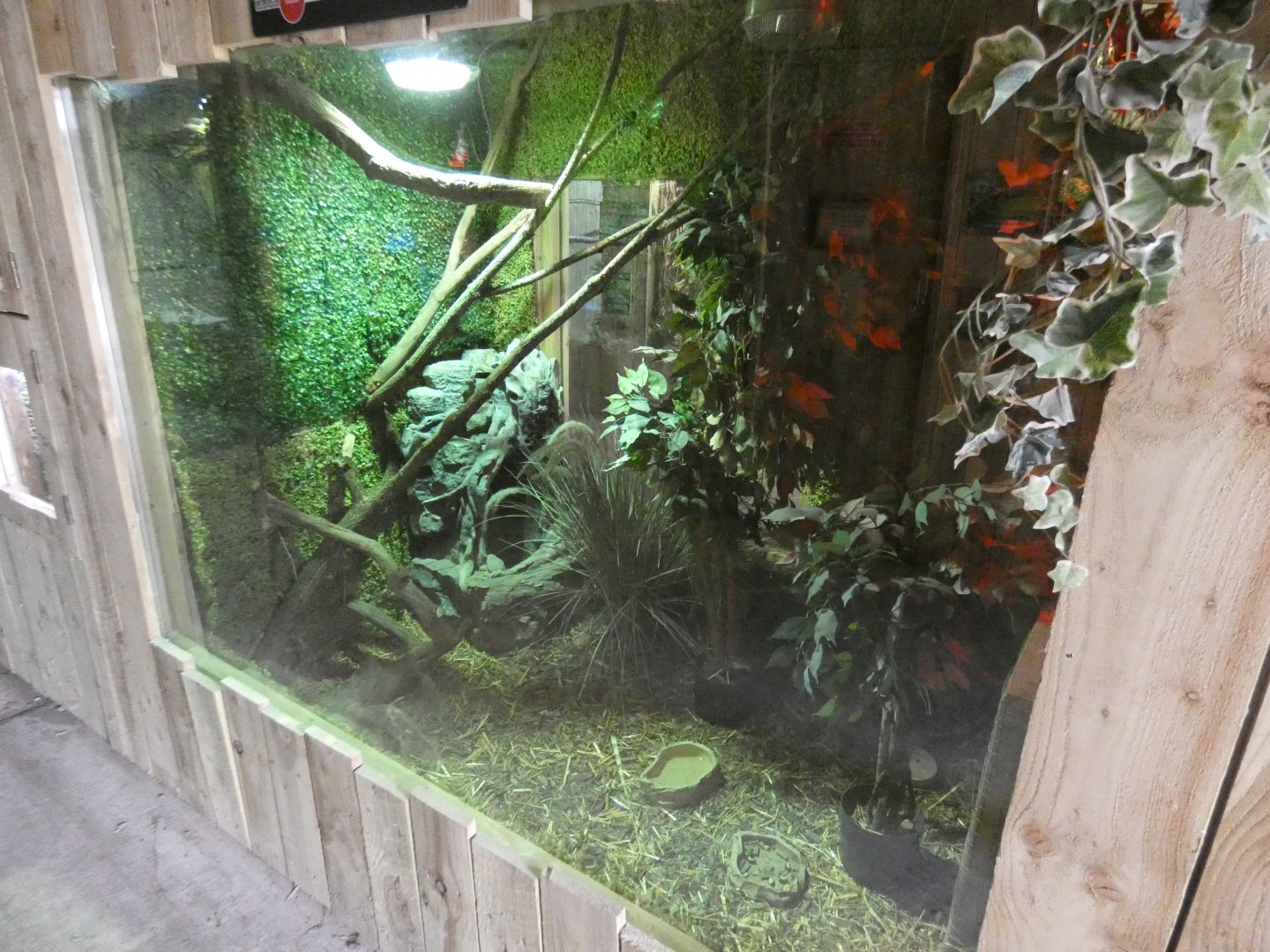 Tailless tenrec enclosure