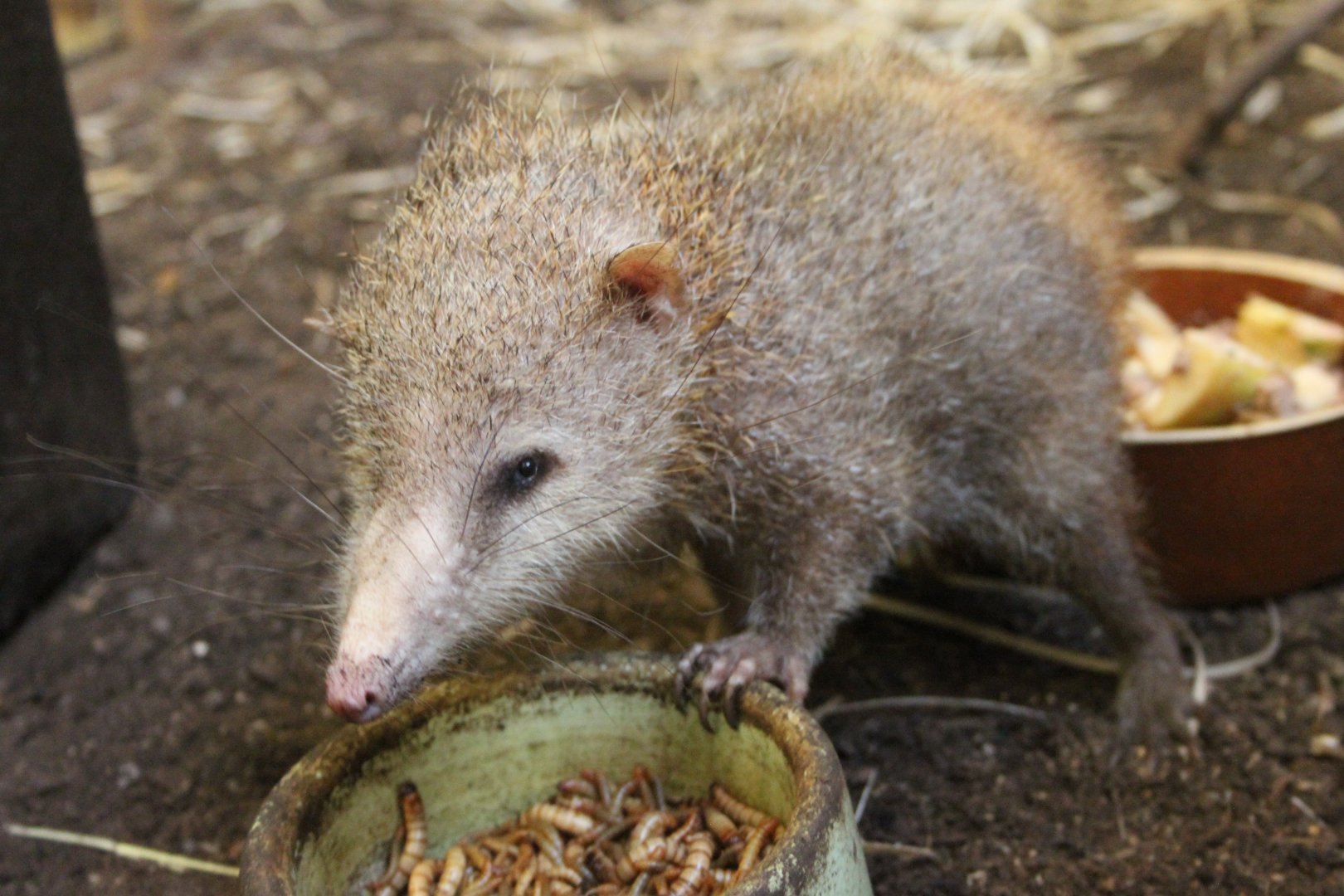 Tailless tenrec (Tenrec ecaudatus)