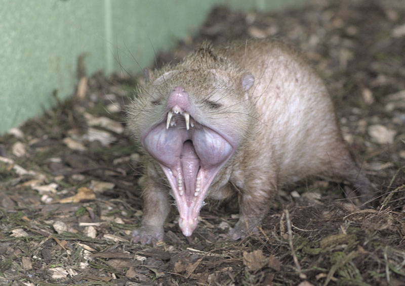 Tailless tenrec yawning