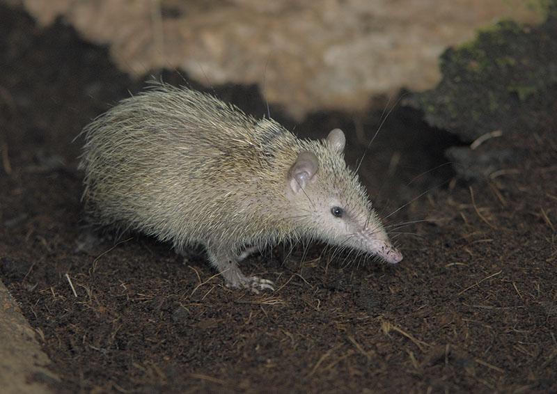 Tailless tenrec