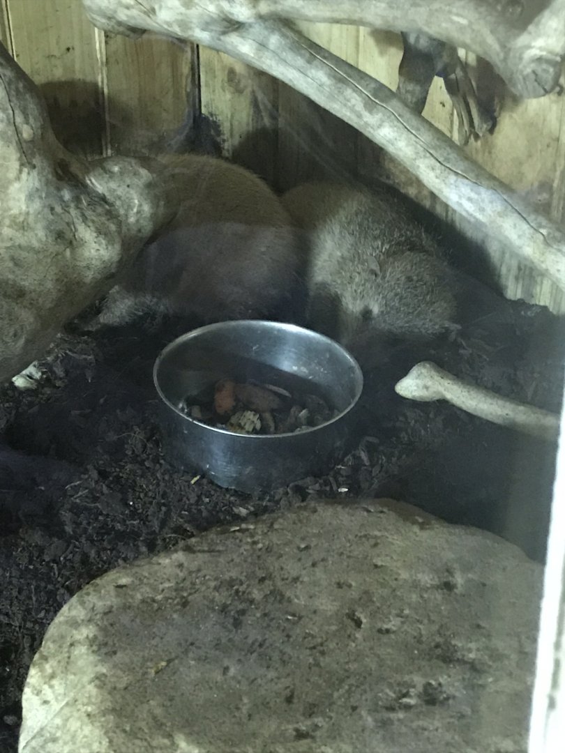 Tailless tenrecs 210718