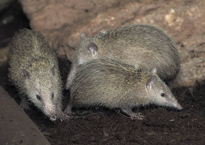 Tailless tenrecs