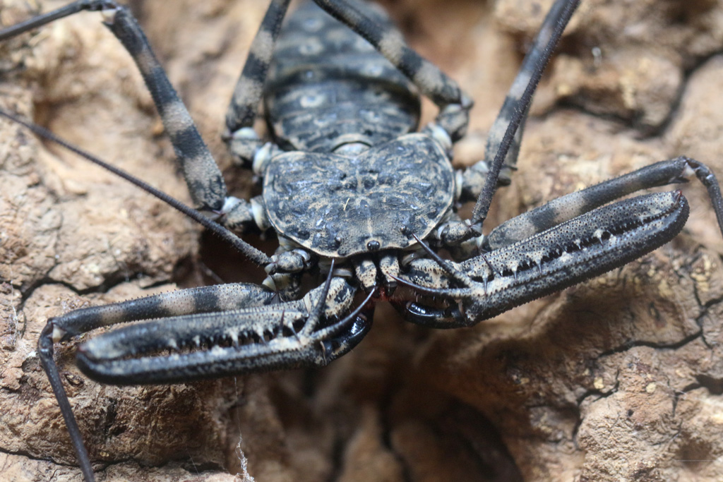 Tailless Whip Scorpion at Blue Planet Aquarium 22/02/2017