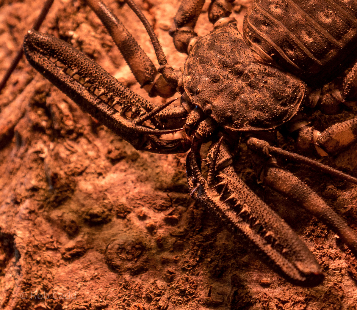 Tailless whip scorpion : Cotswold WP : 22 Nov 2015