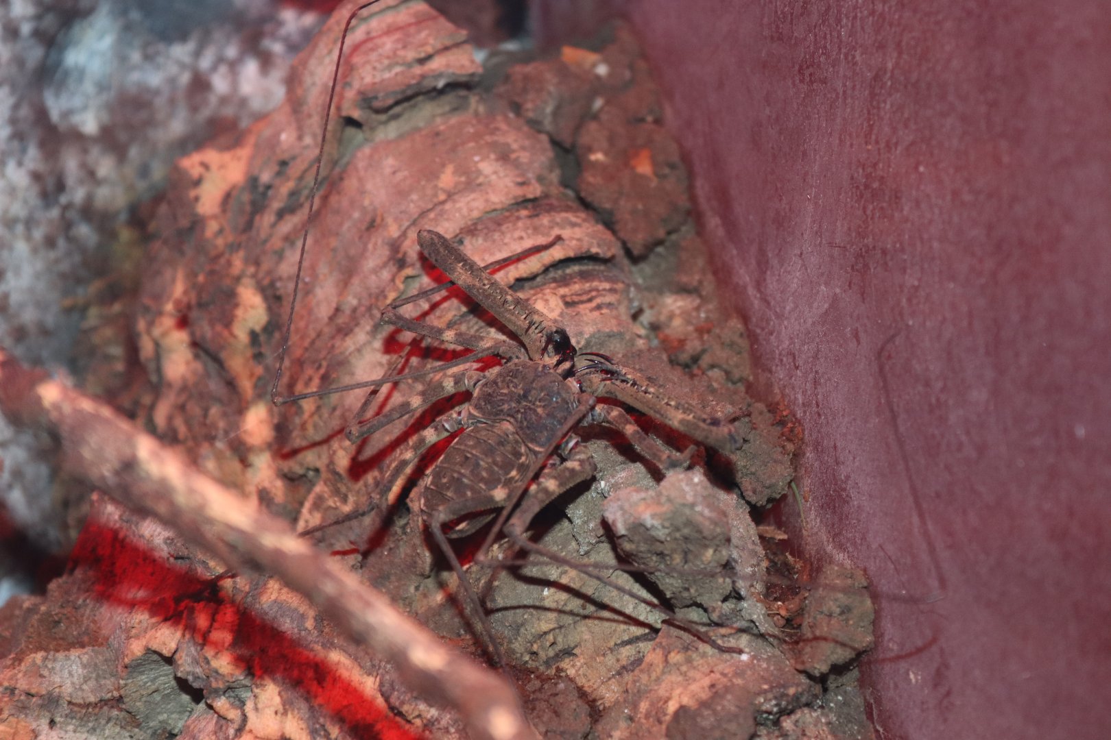 Tailless whip scorpion (Damon medius) BugParc, 08/2024