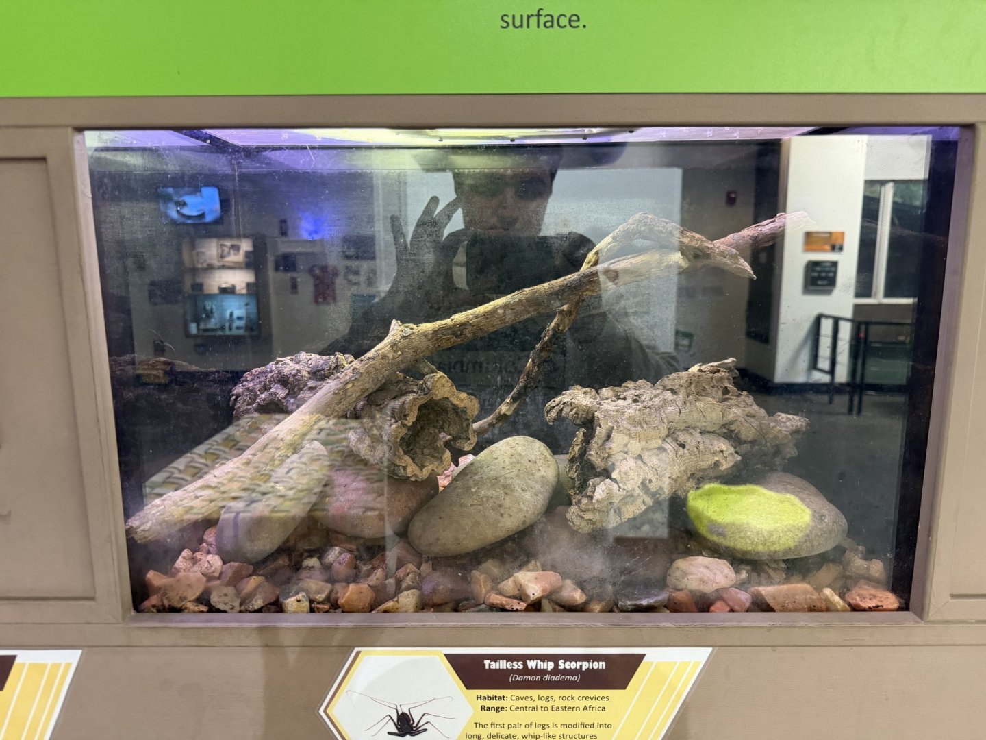 tailless whip scorpion terrarium