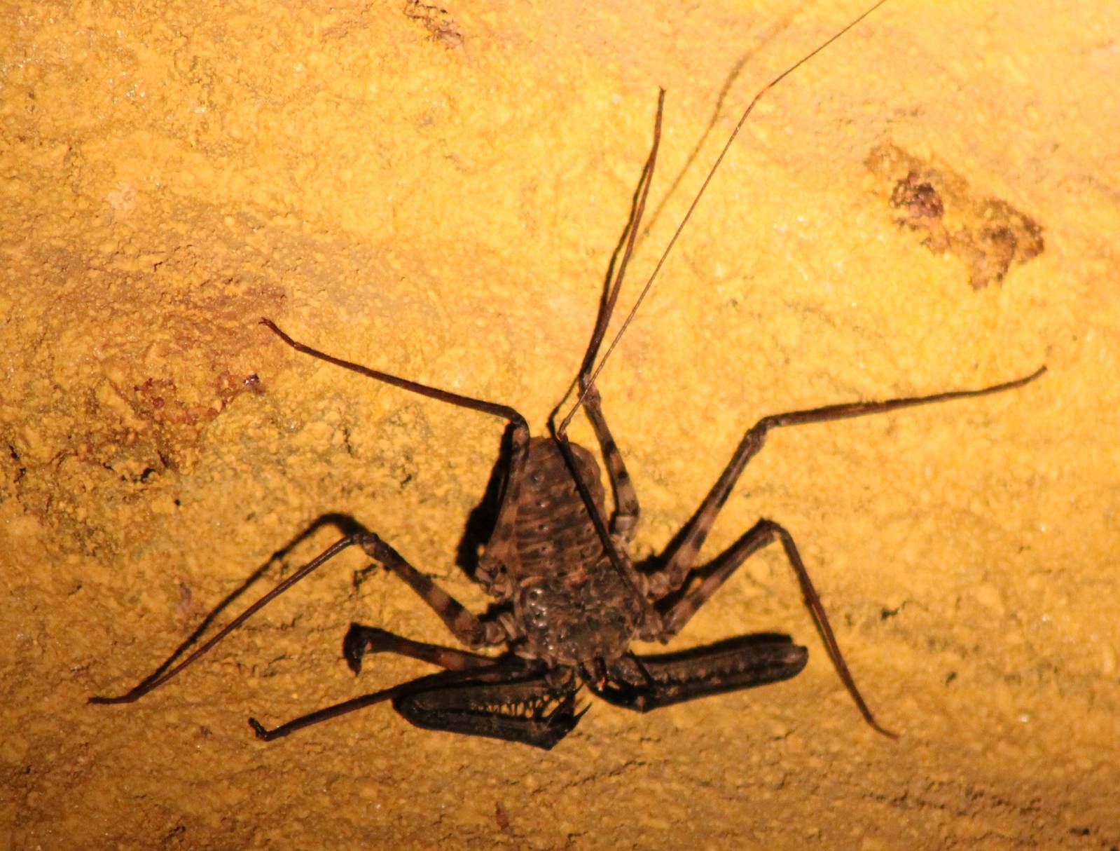 Tailless Whip scorpion
