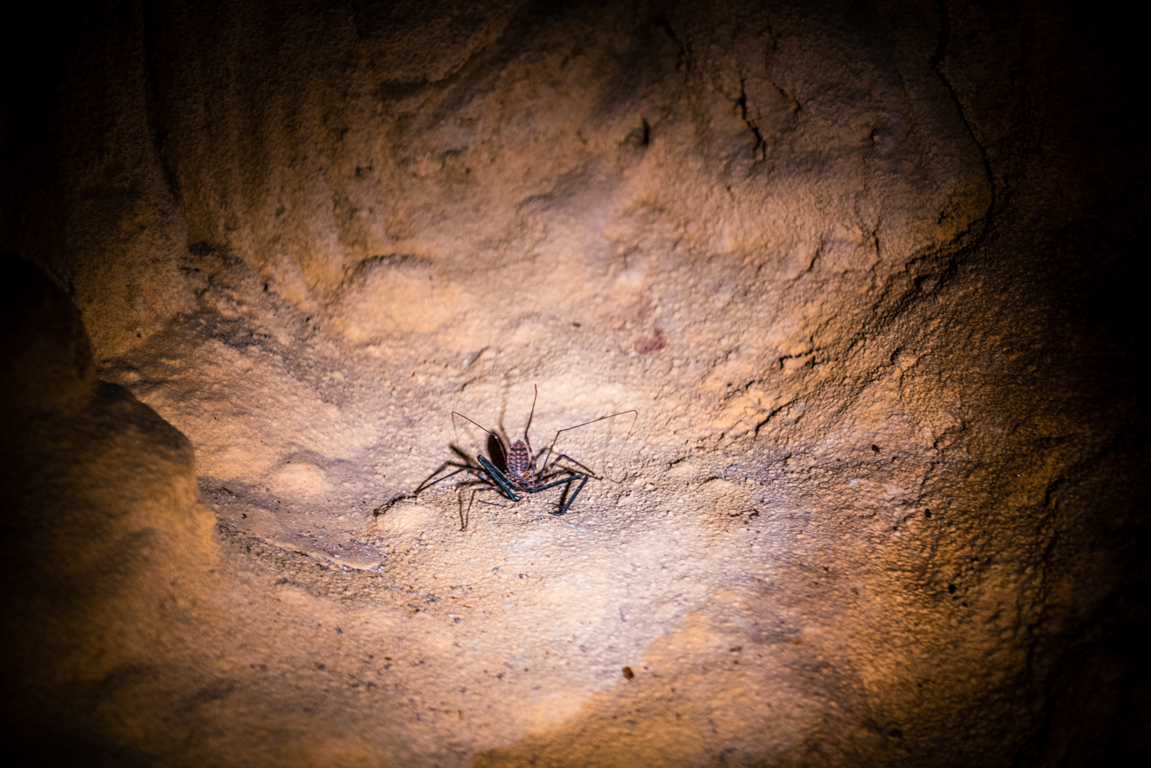 Tailless Whip Scorpion