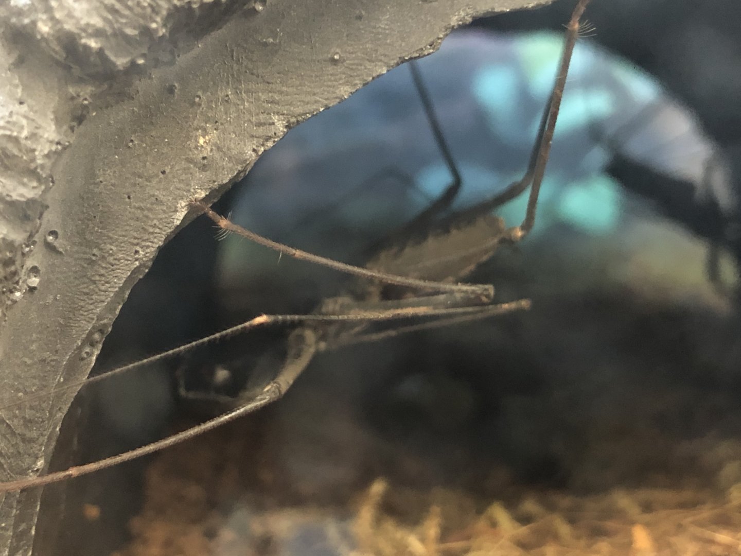 Tailless whipscorpion ID (Pecto)