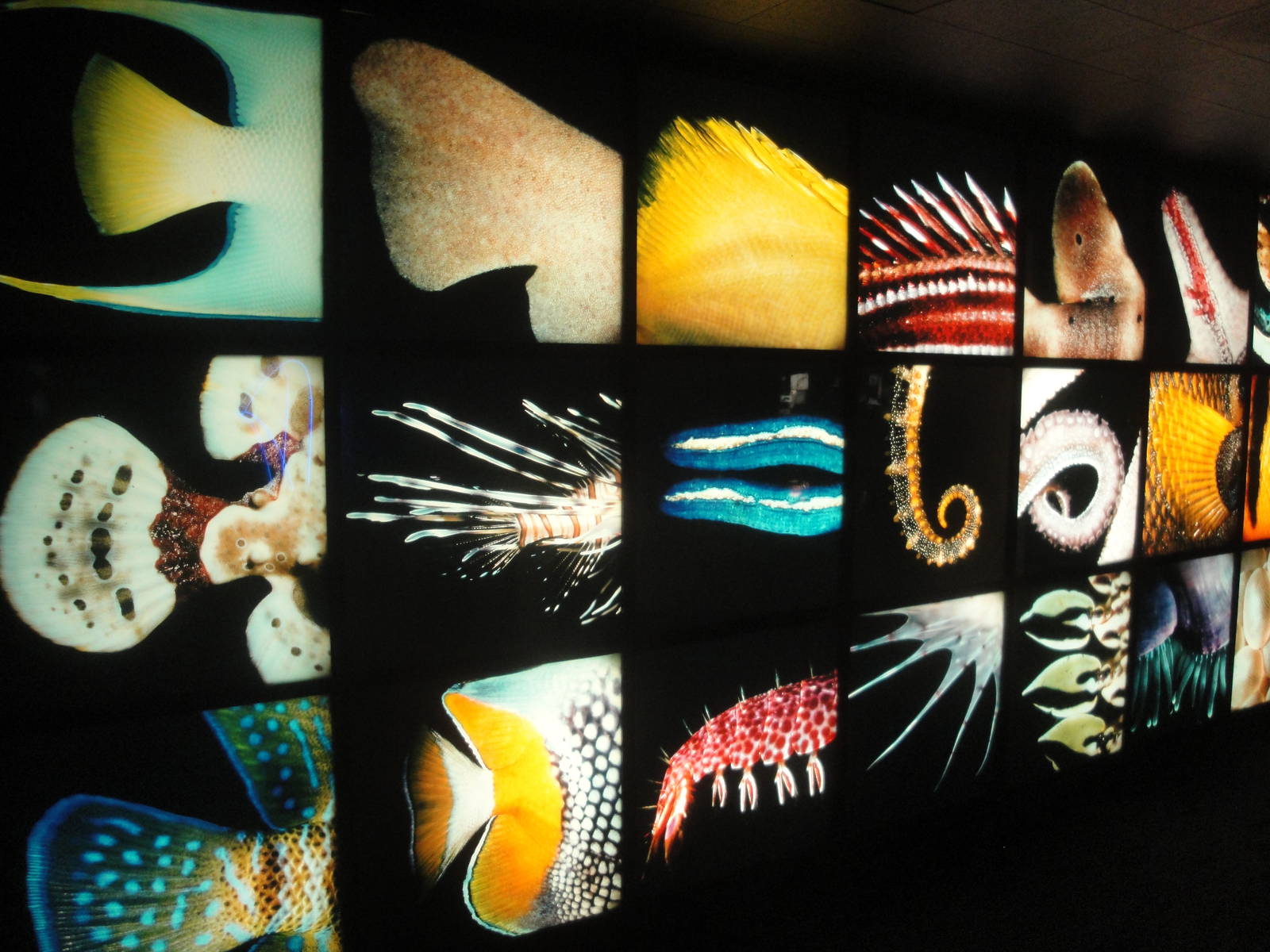 "Tails" Wall Display