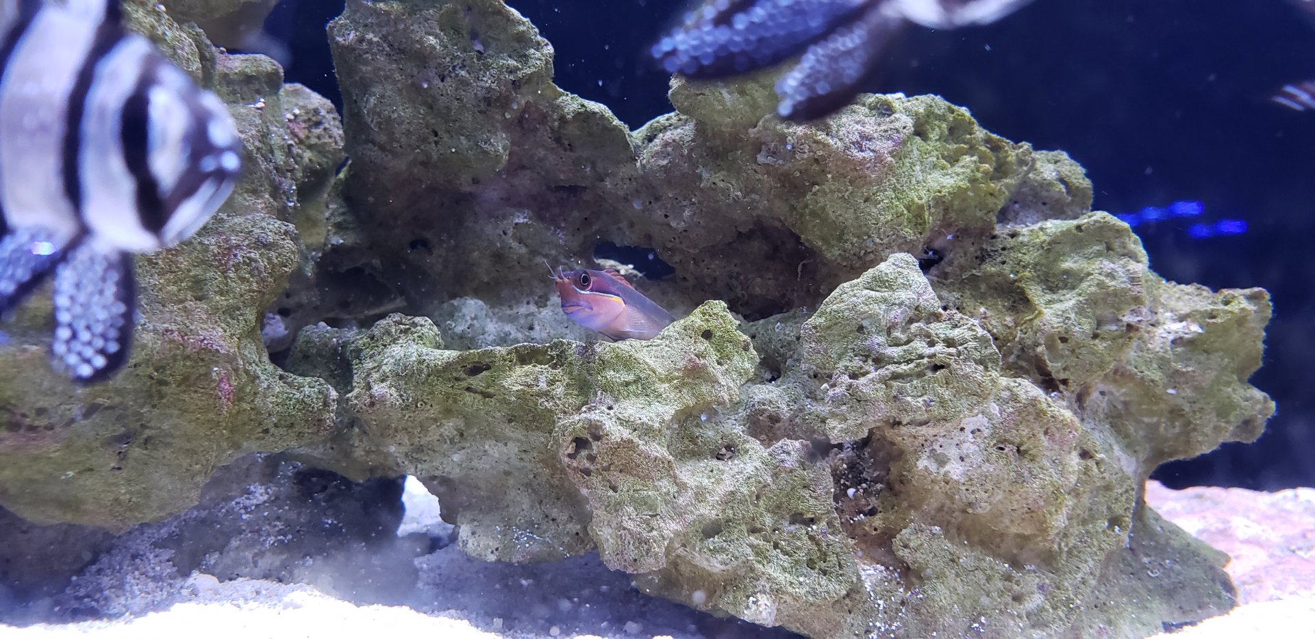 Tailspot Blenny (with Banggai Cardinal photobomb)