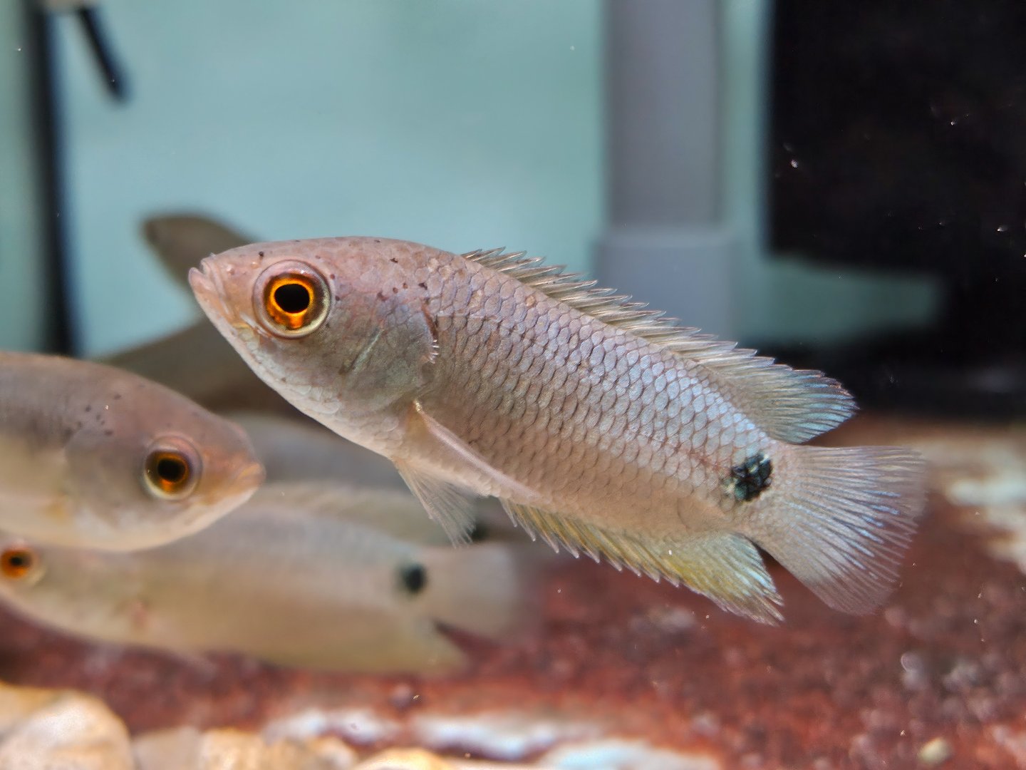 Tailspot Bushfish (Ctenopoma kingsleyae)