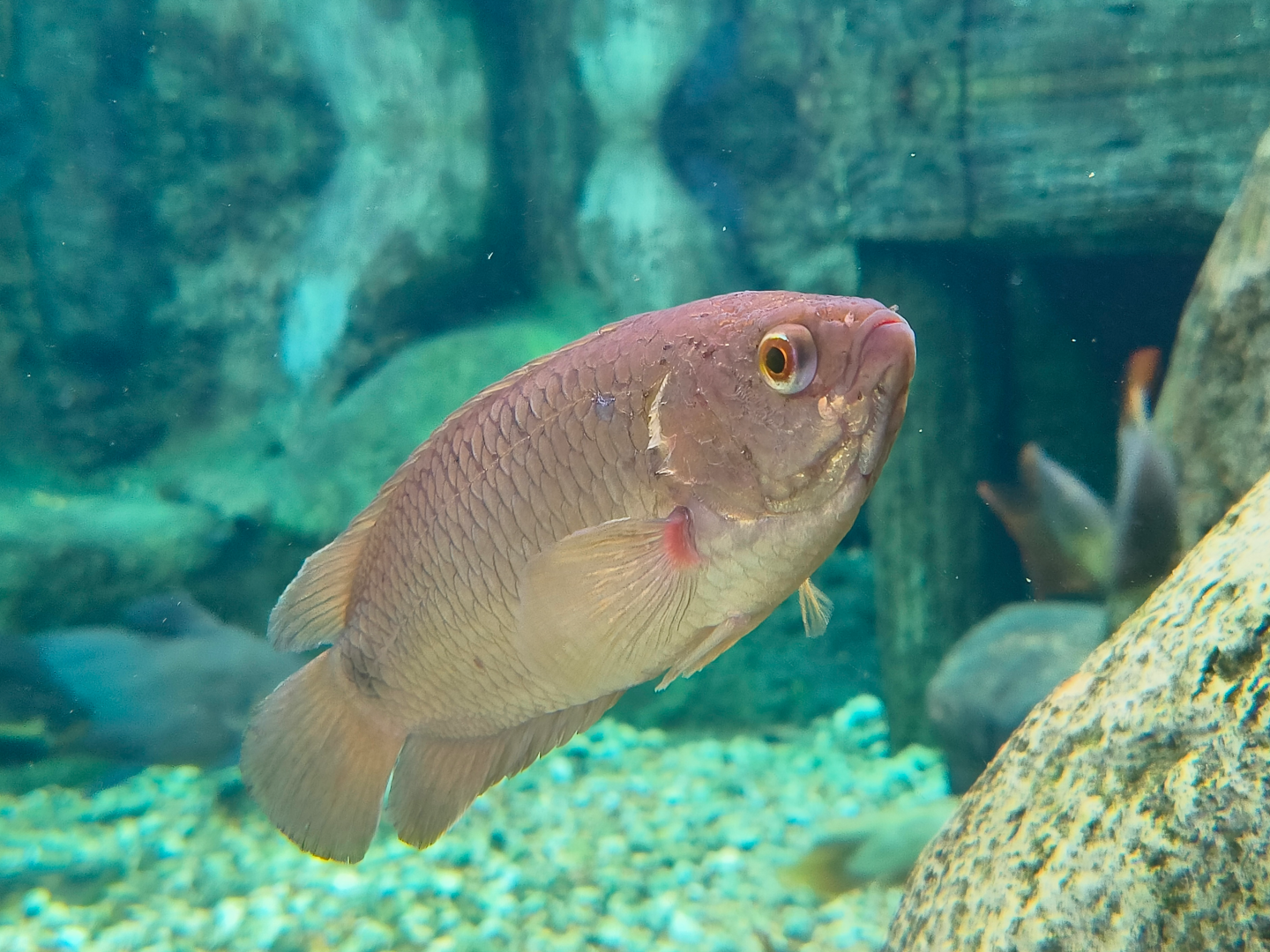 Tailspot Ctenopoma (Ctenopoma kingsleyae)