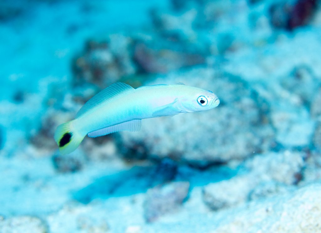 Tailspot Dartfish