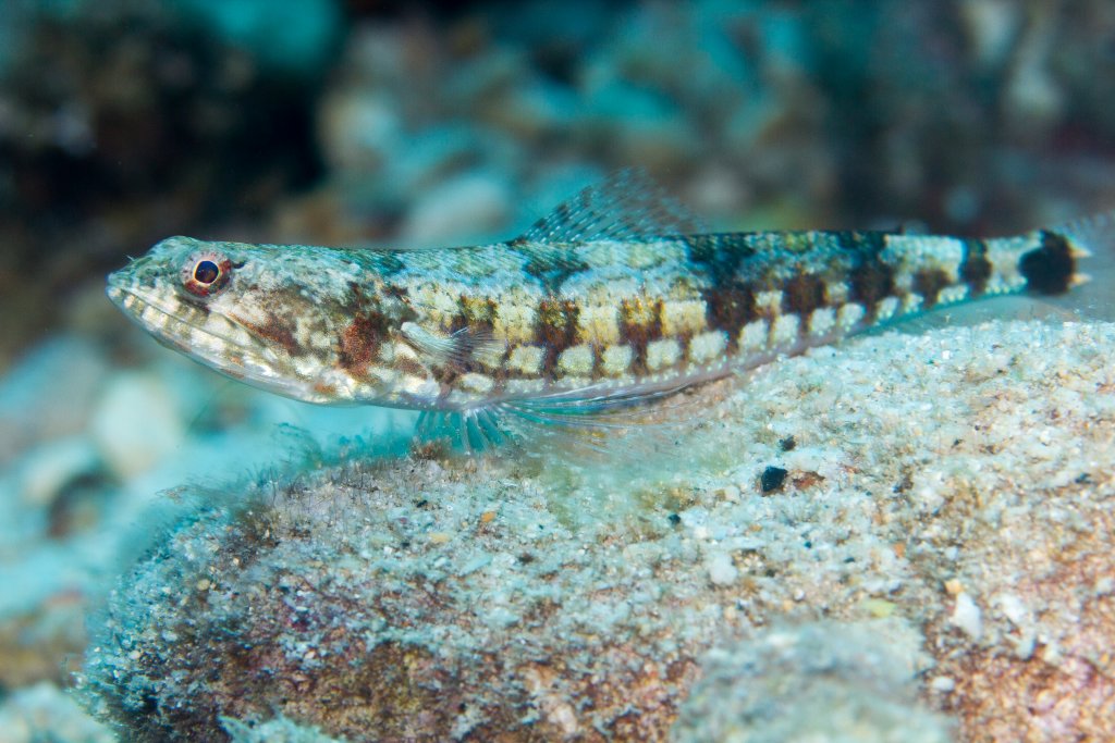 Tailspot Lizardfish