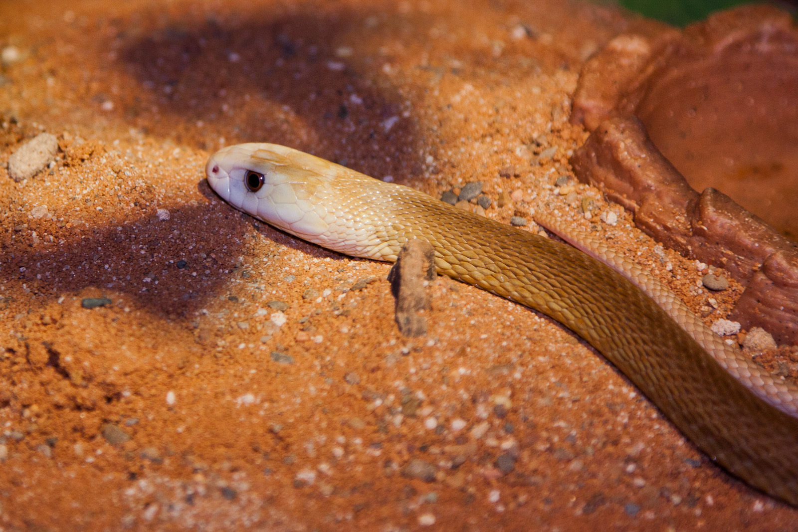 Taipan, September 2011