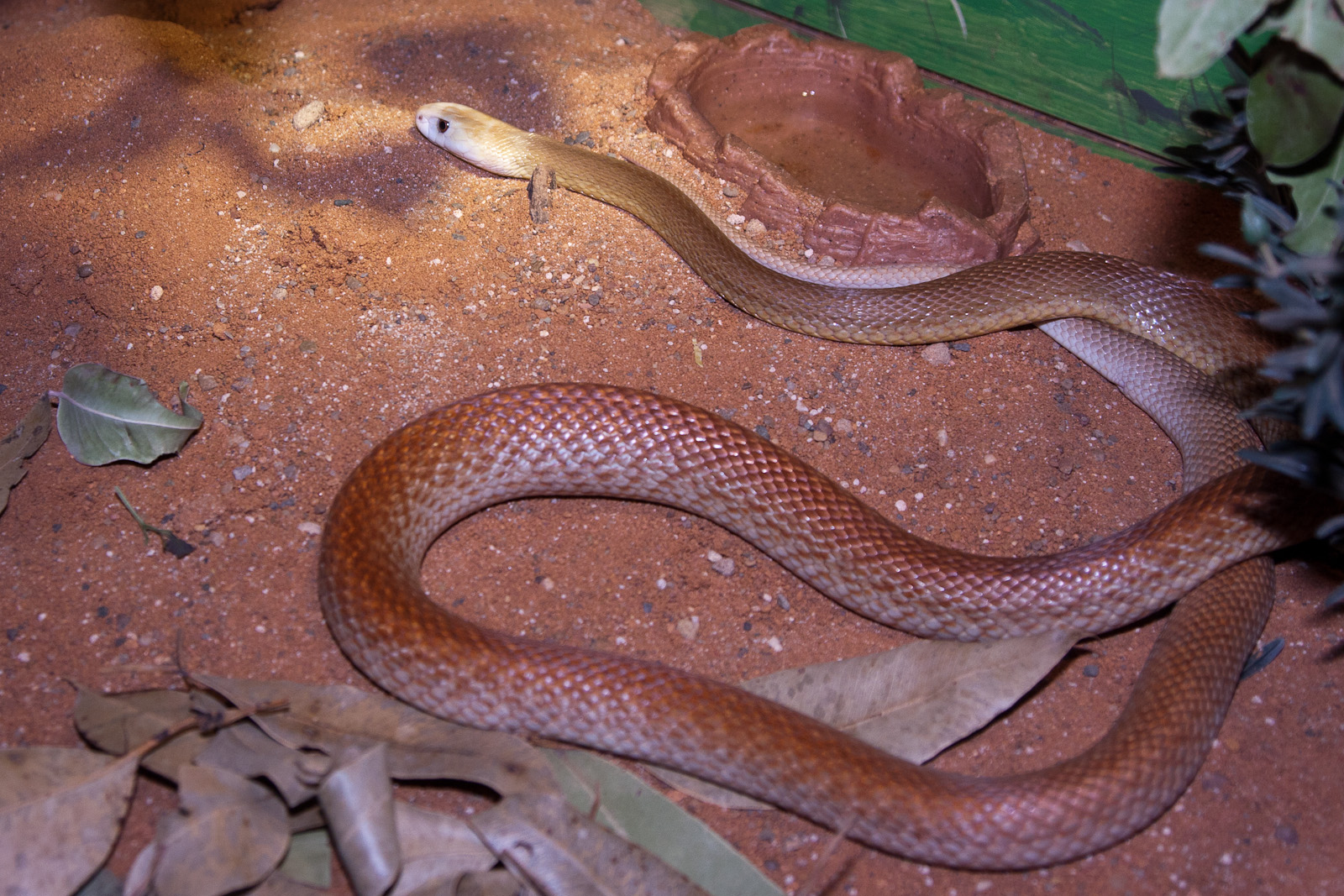 Taipan, September 2011