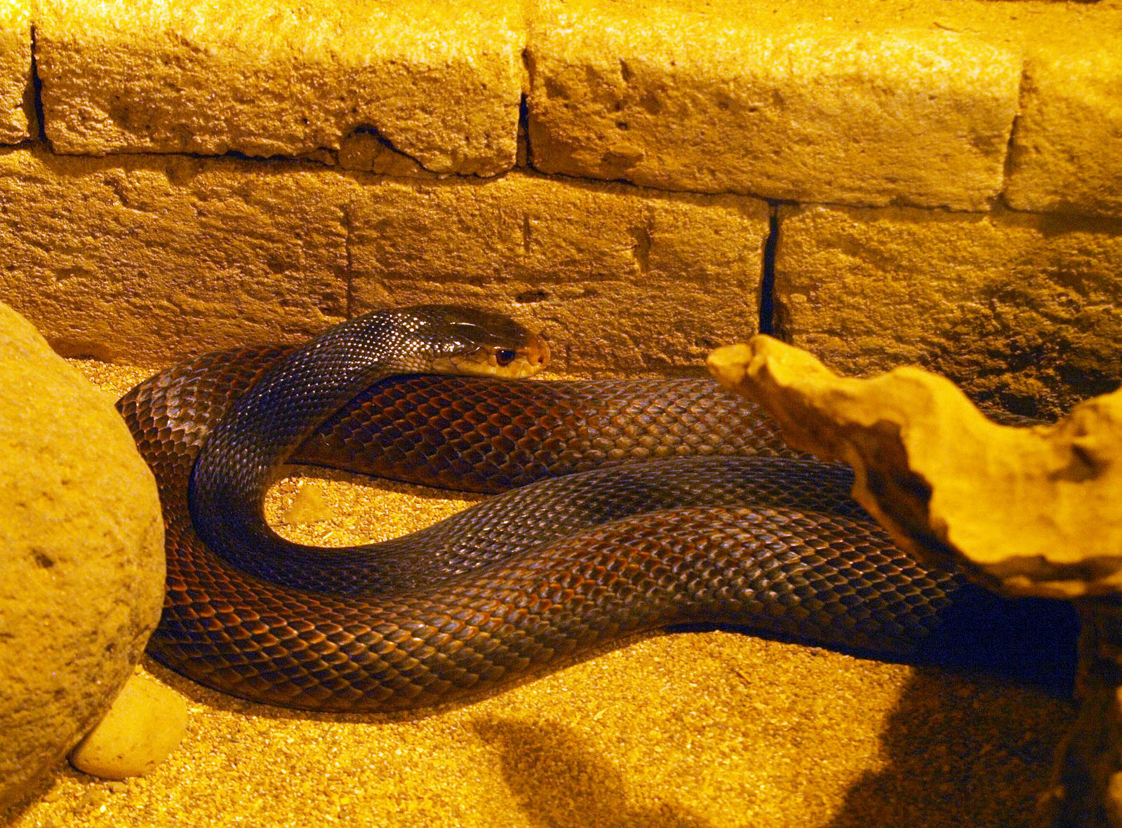 Taipan
