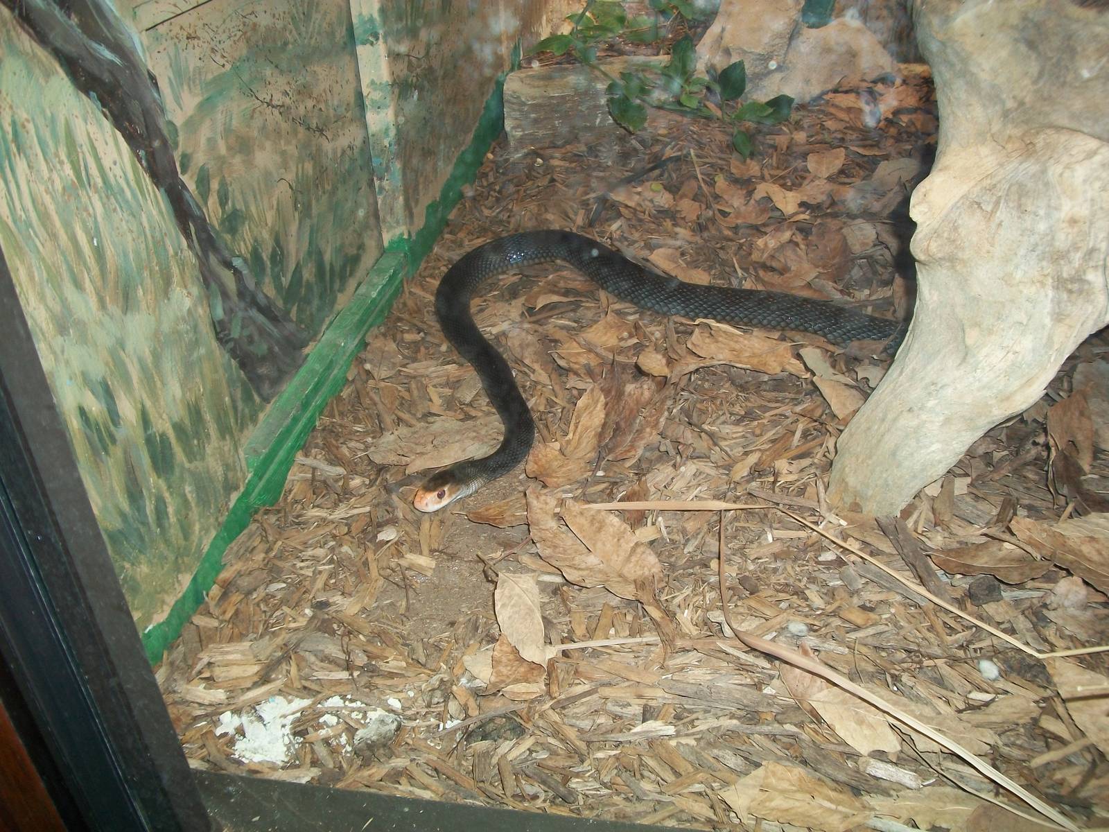 Taipan