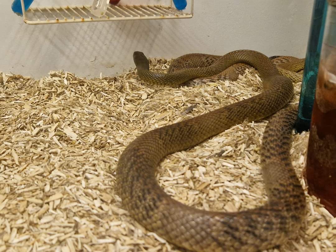 Taipan
