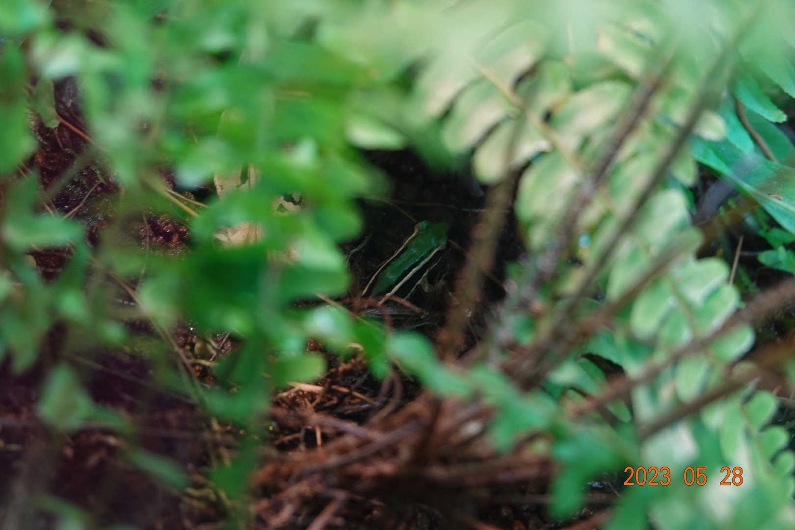 Taipei Frog (Hylarana taipehensis)