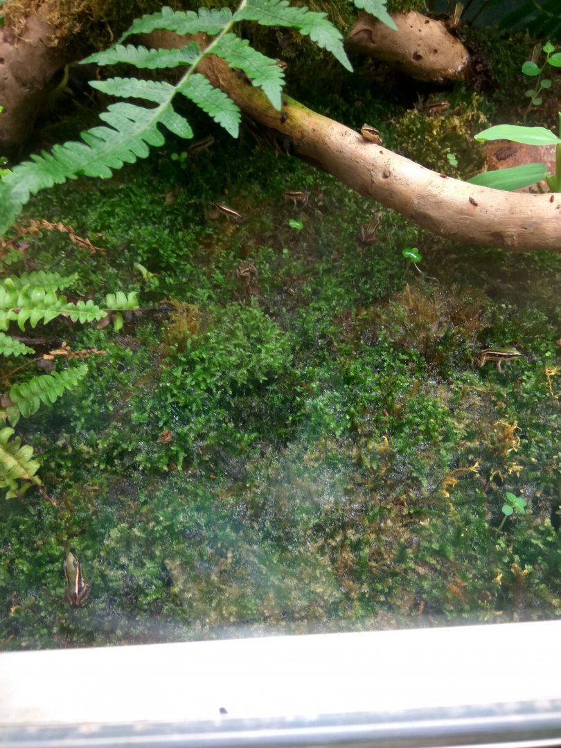 taipei grass frog