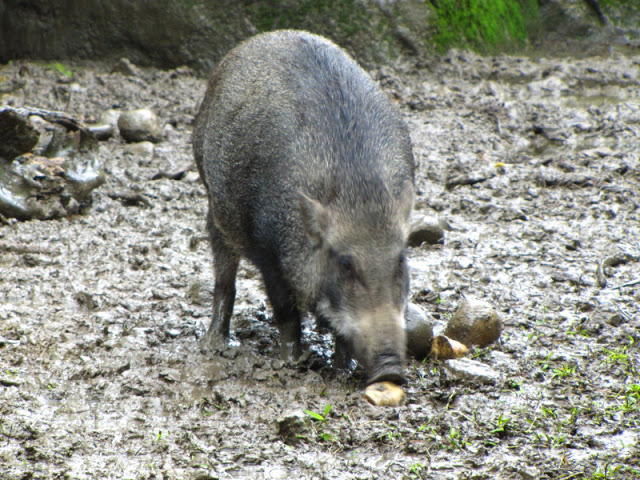 Taipei Zoo 10.01.2011