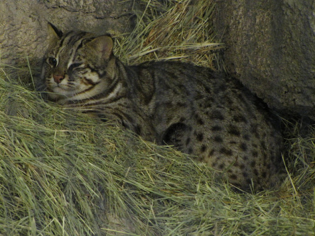 Taipei Zoo 10.01.2011