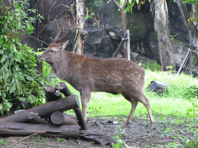Taipei Zoo 10.01.2011