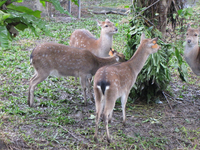 Taipei Zoo 10.01.2011