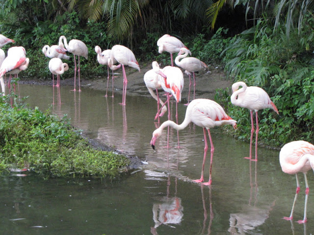 Taipei Zoo 10.01.2011