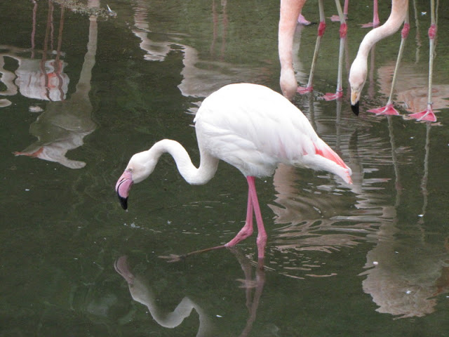 Taipei Zoo 10.01.2011