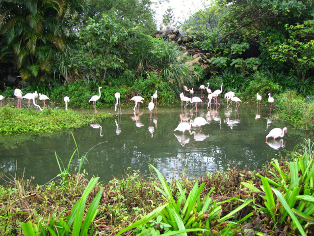 Taipei Zoo 10.01.2011