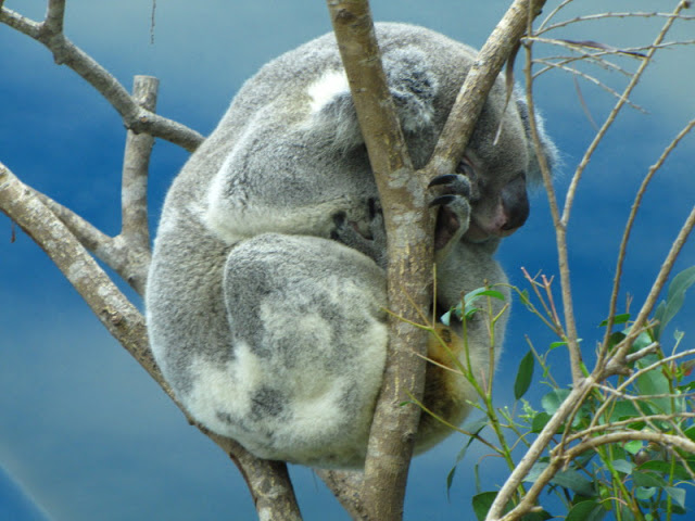 Taipei Zoo 10.01.2011
