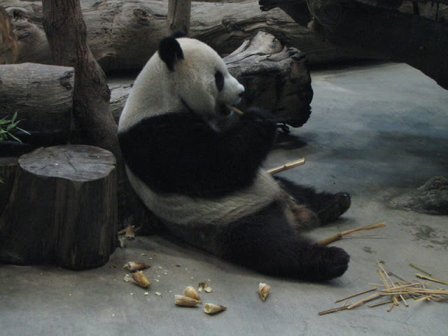Taipei Zoo 10.01.2011
