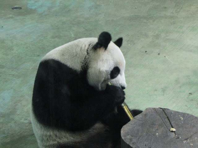Taipei Zoo 10.01.2011