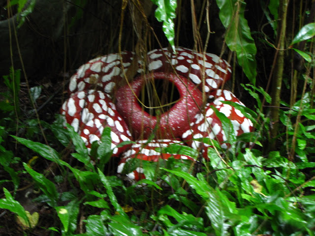 Taipei Zoo 10.01.2011