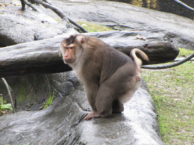 Taipei Zoo 10.01.2011