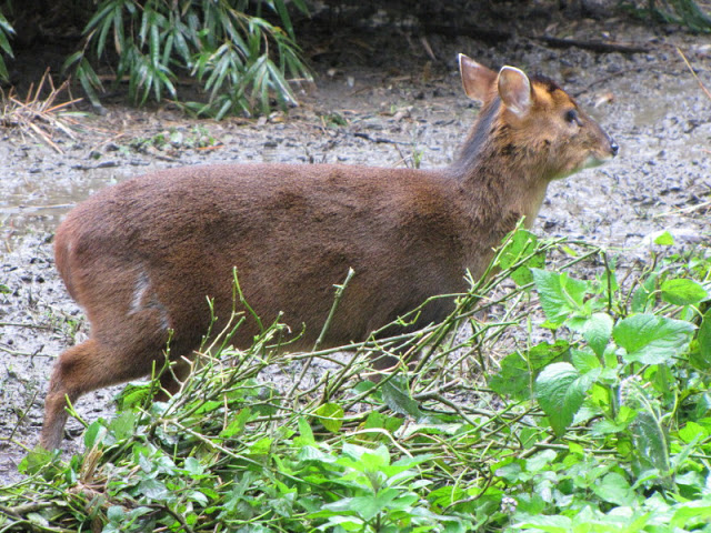 Taipei Zoo 10.01.2011