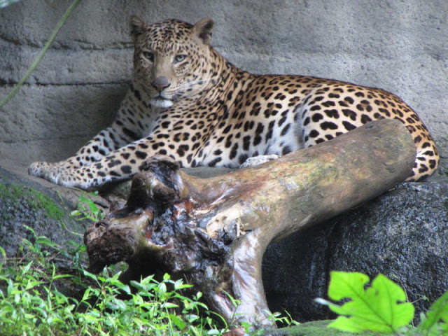 Taipei Zoo 10.01.2011