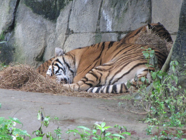 Taipei Zoo 10.01.2011
