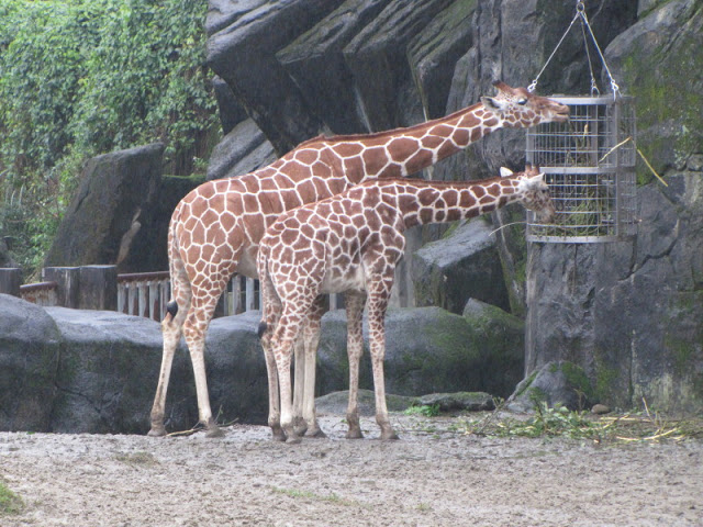 Taipei Zoo 10.01.2011