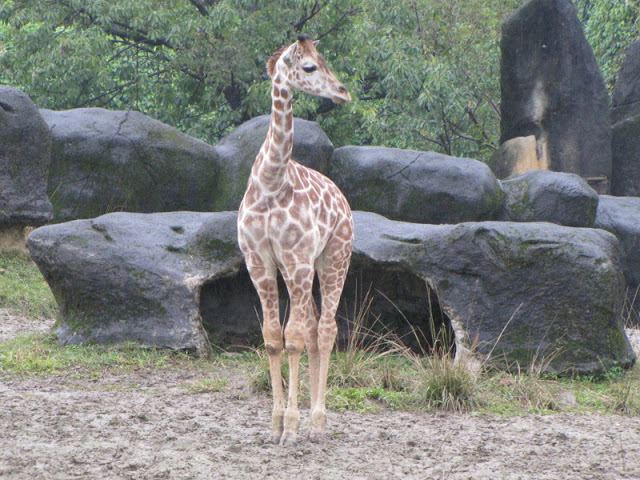 Taipei Zoo 10.01.2011