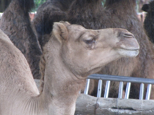 Taipei Zoo 10.01.2011